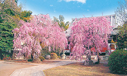 観音寺（昭島市）